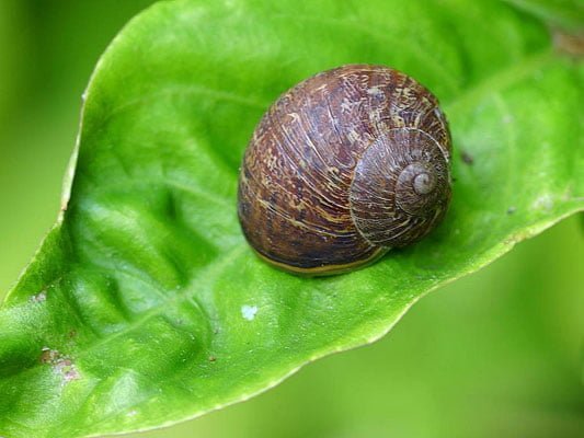 Take control of garden pests before they breed