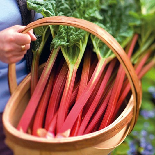 Rhubarb for easy gardening