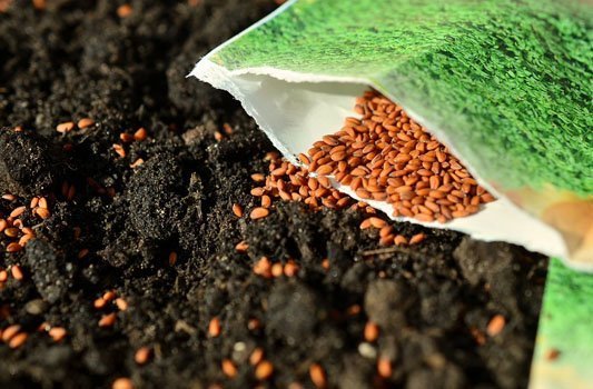 Seeds for your veg garden